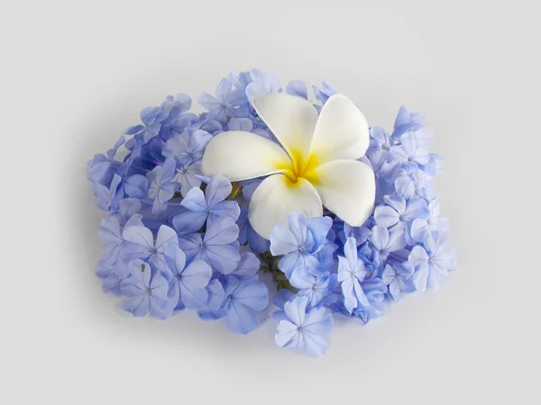 Hermosa plomería blanca y flor azul sobre fondo blanco — Foto de Stock