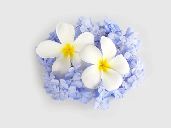 Hermosa plomería blanca y flor azul sobre fondo blanco — Foto de Stock