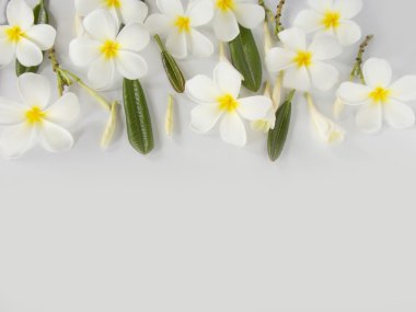 Beyaz arka plan üzerinde çiçek açan güzel beyaz frangipani çiçek