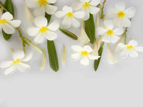 Krásné bílé keře kvetení na bílém pozadí — Stock fotografie