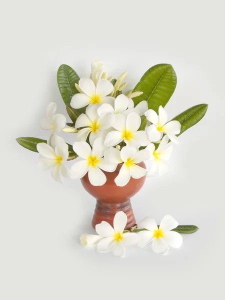 Hermosa flor de frangipani blanco floreciendo sobre fondo blanco — Foto de Stock