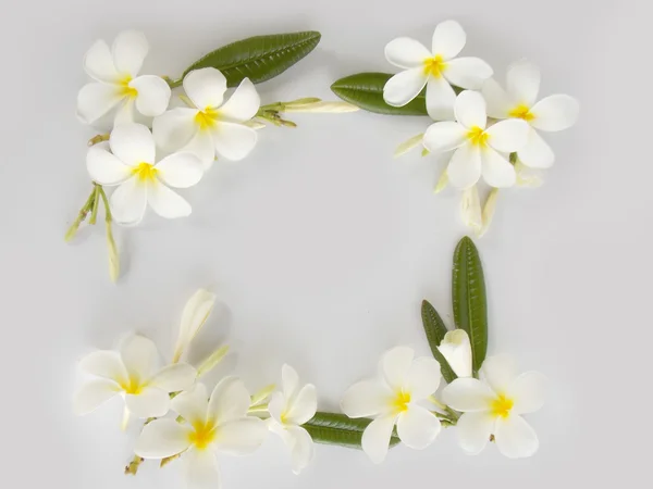 Hermosa flor de frangipani tropical floreciendo — Foto de Stock