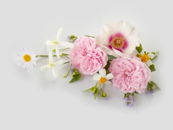 Piękny angielski róż na białym tle — Zdjęcie stockowe