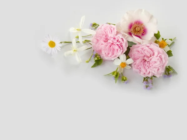 Piękny angielski róż na białym tle — Zdjęcie stockowe