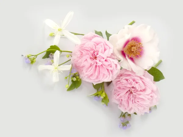 Krásné anglické růže na bílém pozadí — Stock fotografie