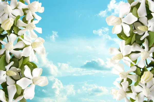 White gardenia flower and sky