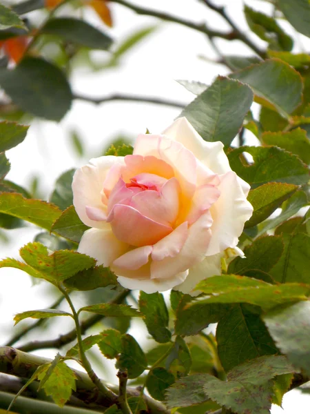 Bella rosa in giardino — Foto Stock