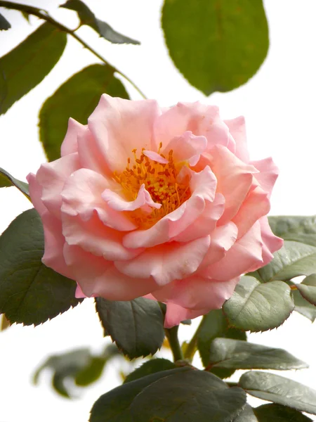 Hermosa rosa en el jardín — Foto de Stock