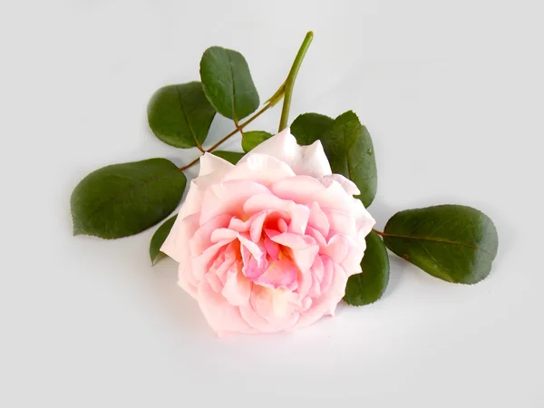 白い背景の美しいピンク イングリッシュ ・ ローズ — ストック写真