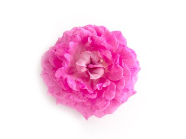 Güzel Türkçe beyaz zemin üzerine gül