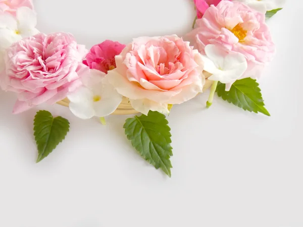 Schöne englische Rose auf weißem Hintergrund — Stockfoto