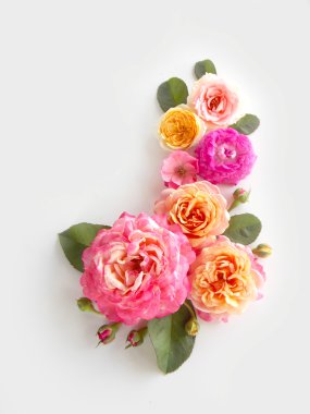 Güzel Türkçe beyaz zemin üzerine gül