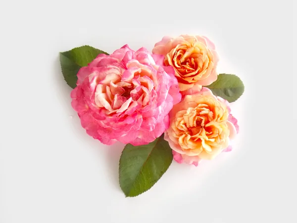 Schöne englische Rose — Stockfoto