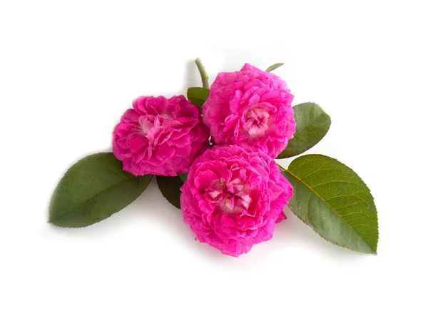 Bella rosa inglese — Foto Stock