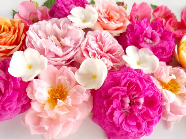 Hermosa rosa inglesa —  Fotos de Stock