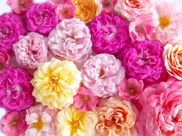Красивая английская роза — стоковое фото
