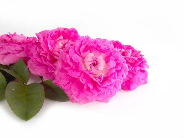 Bella rosa inglese — Foto Stock