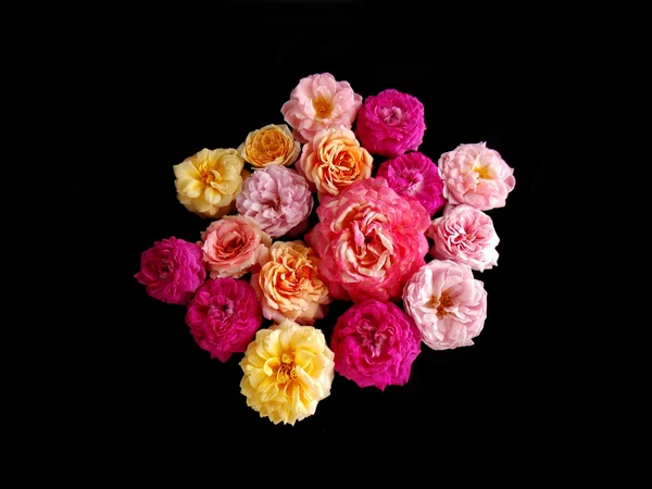 Krásné anglické růže — Stock fotografie