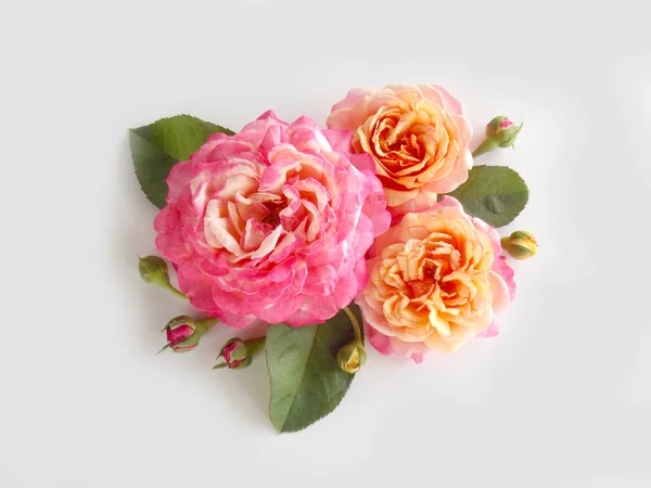 Gyönyörű angol Rózsa — Stock Fotó