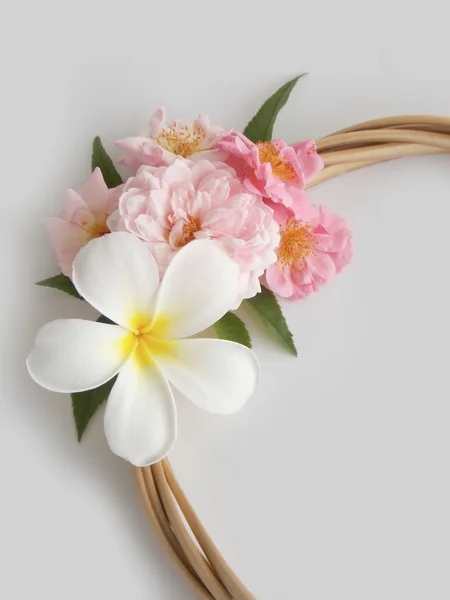 Hermosa flor de frangipani tropical sobre fondo blanco — Foto de Stock