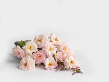 Beyaz arka planda güzel pembe çiçek