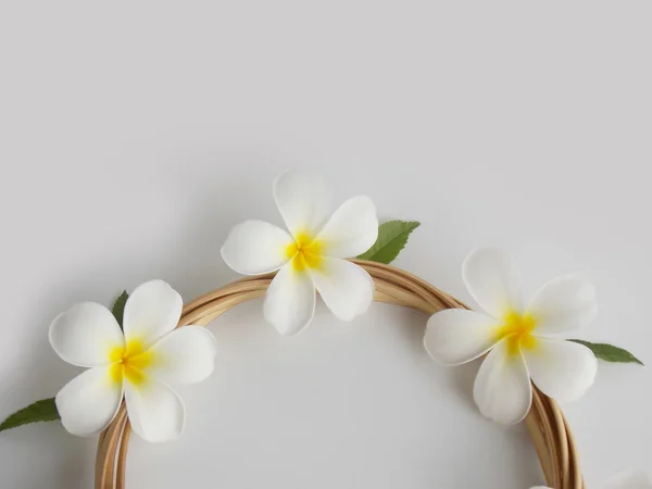 Hermosa flor de frangipani tropical blanco sobre fondo blanco — Foto de Stock