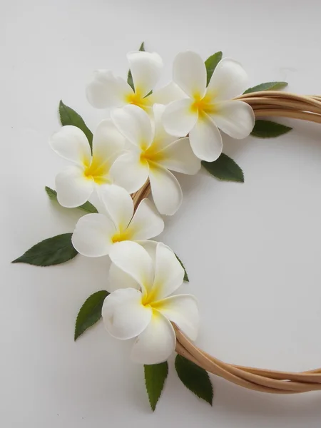 Hermosa flor de frangipani tropical blanco sobre fondo blanco — Foto de Stock