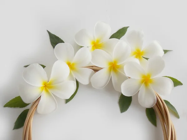 Hermosa flor de frangipani tropical blanco sobre fondo blanco — Foto de Stock