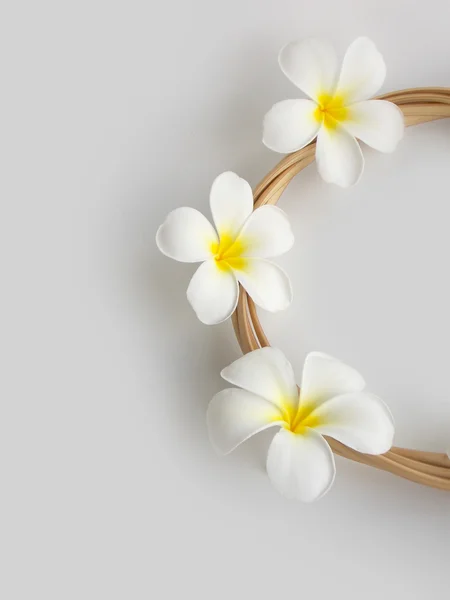 Hermosa flor de frangipani tropical blanca floreciendo con ronda de ratán — Foto de Stock