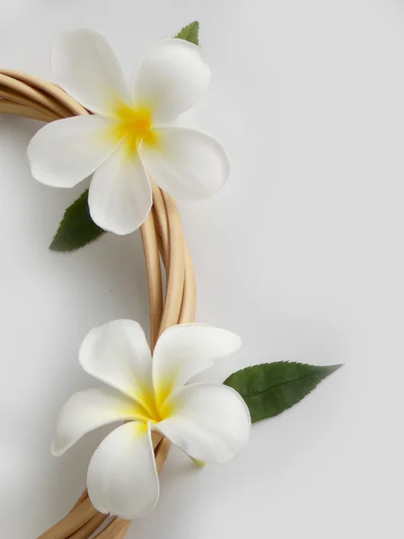 Hermosa flor de frangipani tropical blanca floreciendo con ronda de ratán — Foto de Stock