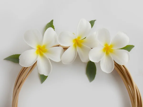 Bela flor de frangipani tropical branca florescendo com vime redondo — Fotografia de Stock