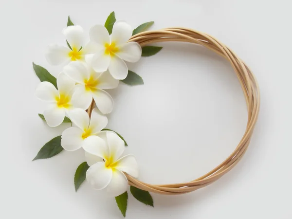 Hermosa flor de frangipani tropical blanca floreciendo con ronda de ratán — Foto de Stock