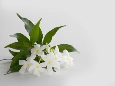 Beyaz arka plan üzerinde güzel beyaz gardenya çiçek