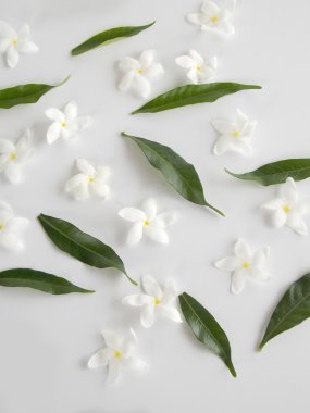 Beyaz arka plan üzerinde güzel beyaz gardenya çiçek