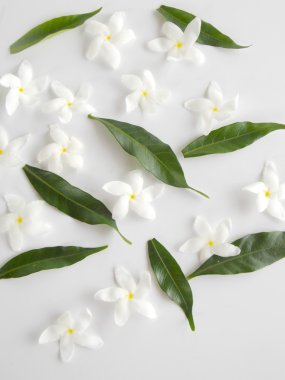 Beyaz arka plan üzerinde güzel beyaz gardenya çiçek