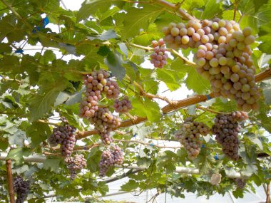 Çiftlik taze üzüm meyve