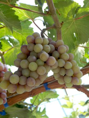 Çiftlik taze üzüm meyve