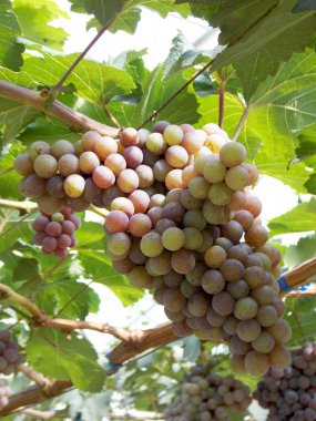 Çiftlik taze üzüm meyve