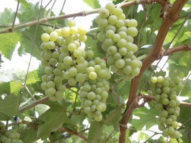 Gruptaki taze üzüm meyve