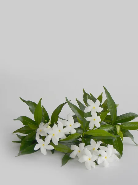 Beyaz arka plan üzerinde güzel beyaz gardenya çiçek — Stok fotoğraf