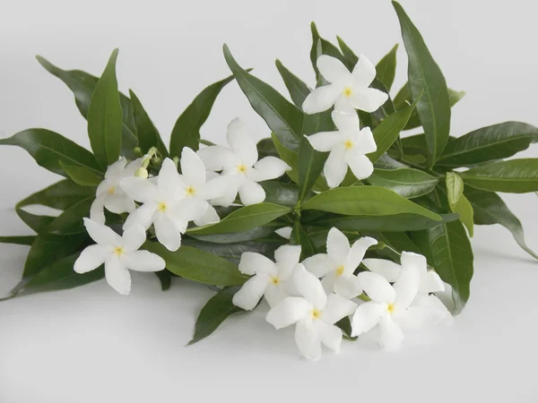 Belle fleur de gardénia blanche sur fond blanc — Photo