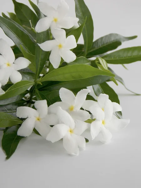 Beautiful white gardenia flower on white background