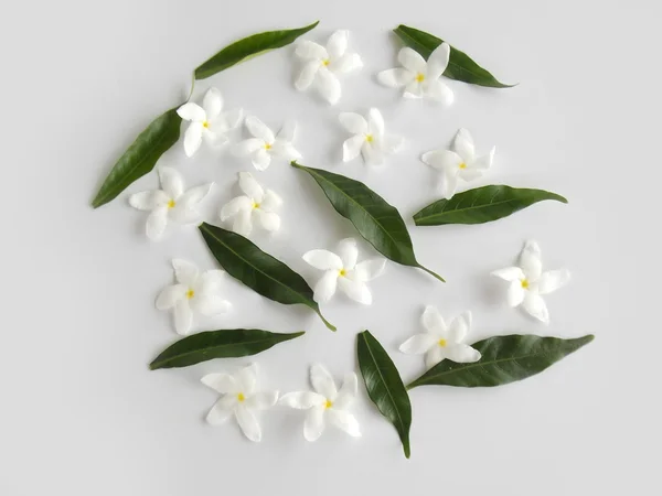 Beautiful white gardenia flower on white background