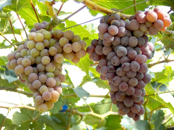 Fruta de uva fresca na exploração agrícola — Fotografia de Stock