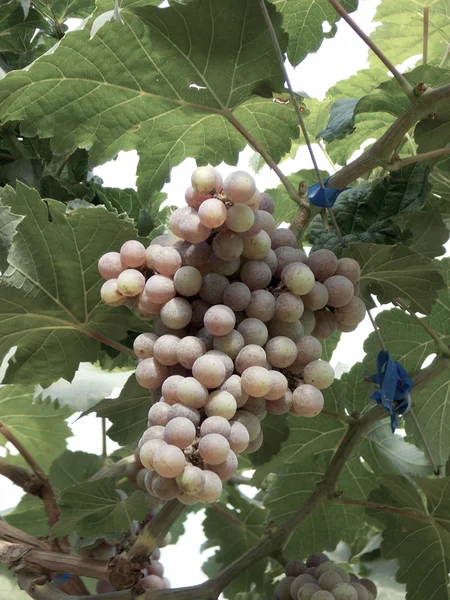 Frutos frescos de la uva en la granja —  Fotos de Stock