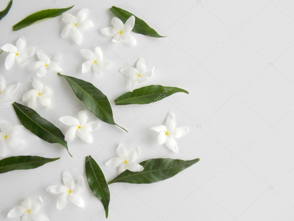 Beautiful white gardenia flower on white background