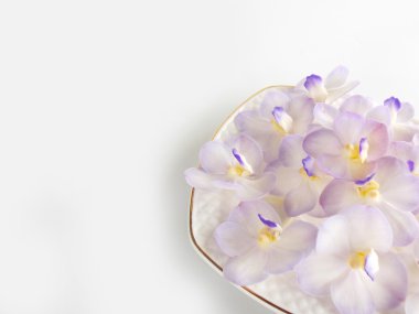Beyaz arka plan üzerinde güzel mor orkide çiçek