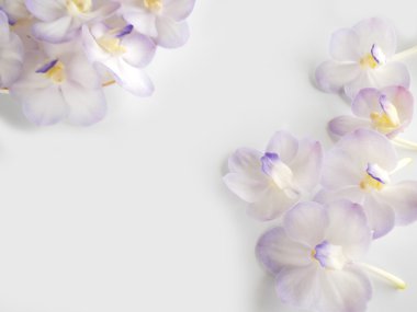 Beyaz arka plan üzerinde güzel mor orkide çiçek