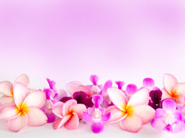 Розовый цветочный фон Frangipani
