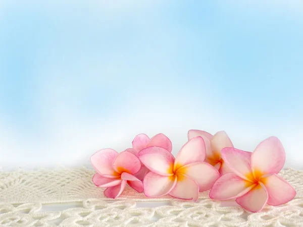 Hermoso fondo de flores de frangipani tropical rosa — Foto de Stock